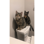 Mr Meows Security
