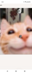 MasterCat Studios