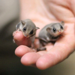 help animals / ayuda a los animales