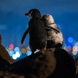 PENGUIN HQ
