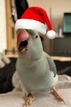 Parrot gamez studio's