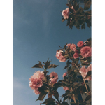 Roses group! ~