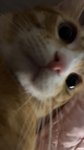 Ommbie