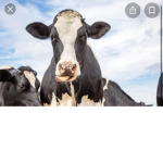 I like frys and I drink milk