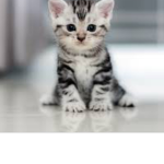 Kitties Kingdom