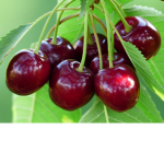 Cherry, Nat