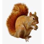 Guidance squirrel