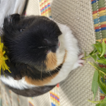 The Guinea Pig Tribe