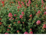 Pink ppl only lol!