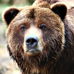 The Squad of Bears
