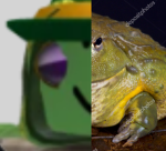 Frog Games&Gangs
