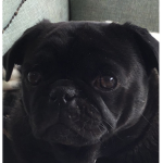 #####pugs are the best12345678910