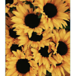 xxxSunflower Squadxxx
