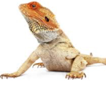 Bearded dragon squad