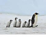 The Legendary Penguins