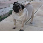 ~* Pug Life *~