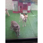 cute dog or crazy dog