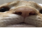 Burgerts