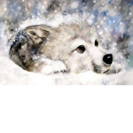 stop killing wolves