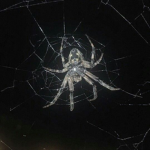 spidwebs