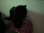 !Cats! (And more.)