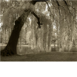 Willow Pack of the Sweet Breeze