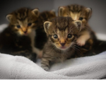 Les kitty black
