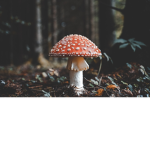 We talk about mushrooms