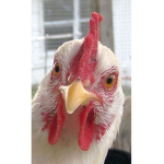 The____Chickens