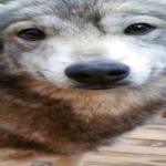 stretched wolf fan club
