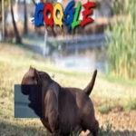 hi my name is chocolate