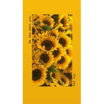 Sunflower hunny bees
