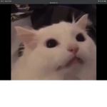 Mr Kitty