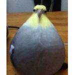 Weirdgamexx