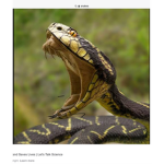 Monster snake
