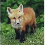 Fox Tales