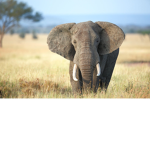 My elephant squad