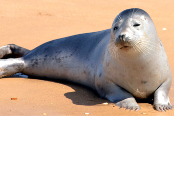 (small update) seals and whales hangout!