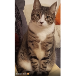 Luna cat fanclub