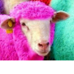 sheep fan club number two hundred fifty-six