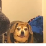 @dankify.