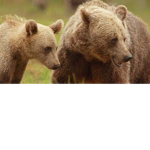 Bear Club <3 [RAWR]
