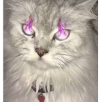 The cat went to the store