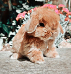 Georgias Bunnies!