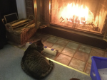 Kitty fire