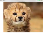 CheetahArmy