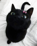 cats!<3333