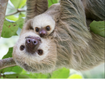 Sloth fun squad