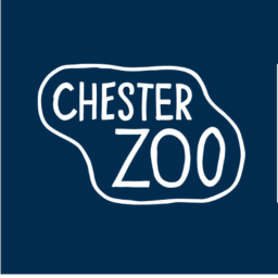 Chester Zoo - Giraffes