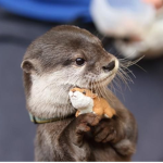 Otter Party